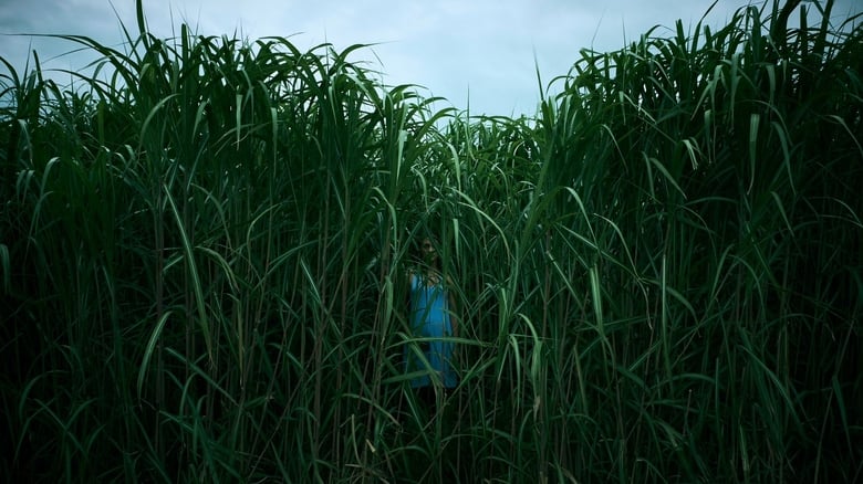 In the Tall Grass Vj Emmy